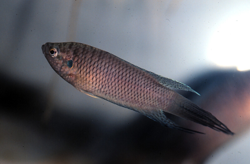 Hong Kong paradise fish – a new species discovered in Hong Kong by Professor Dudgeon. Image: David Dudgeon